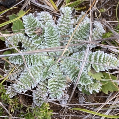 Oreomyrrhis argentea (Silver Carraway) at Gooandra, NSW - 20 Jan 2023 by Ned_Johnston