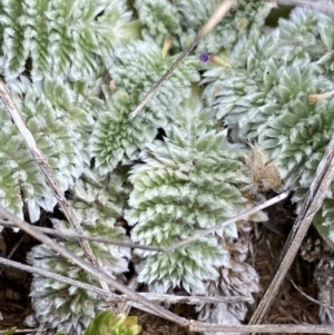 Oreomyrrhis argentea at Gooandra, NSW - 20 Jan 2023