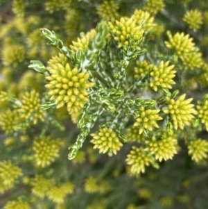 Ozothamnus cupressoides at Gooandra, NSW - 20 Jan 2023 03:30 PM