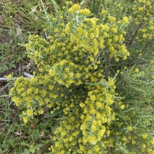 Ozothamnus cupressoides at Gooandra, NSW - 20 Jan 2023 03:30 PM