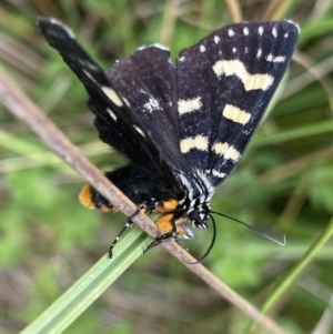 Phalaenoides tristifica at Nurenmerenmong, NSW - 19 Jan 2023