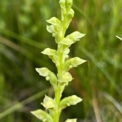 Microtis oblonga (Sweet Onion Orchid) at Nurenmerenmong, NSW - 19 Jan 2023 by Ned_Johnston