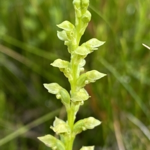 Microtis oblonga at Nurenmerenmong, NSW - 19 Jan 2023