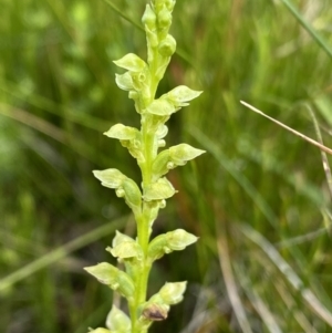 Microtis oblonga at Nurenmerenmong, NSW - suppressed