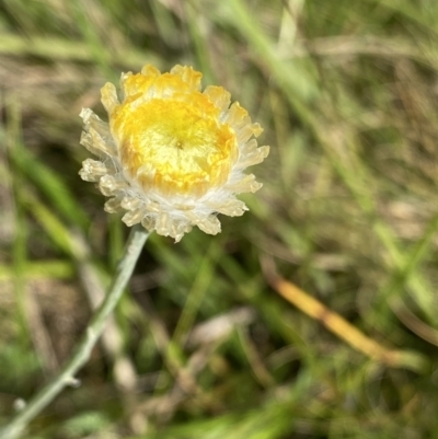 Coronidium monticola (Mountain Button Everlasting) at Nurenmerenmong, NSW - 19 Jan 2023 by Ned_Johnston