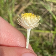 Coronidium monticola at Nurenmerenmong, NSW - 19 Jan 2023 03:34 PM