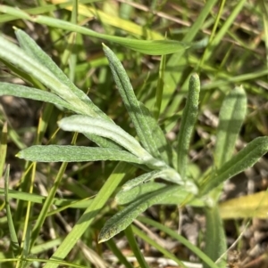 Coronidium monticola at Nurenmerenmong, NSW - 19 Jan 2023