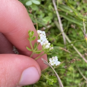 Asperula gunnii at Nurenmerenmong, NSW - 19 Jan 2023 03:32 PM