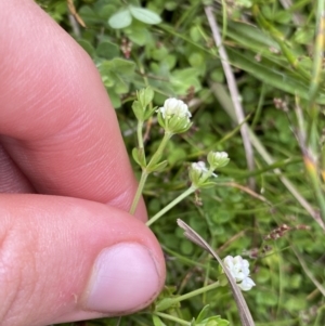 Asperula gunnii at Nurenmerenmong, NSW - 19 Jan 2023 03:32 PM