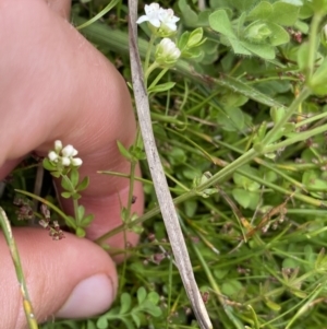 Asperula gunnii at Nurenmerenmong, NSW - 19 Jan 2023 03:32 PM