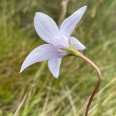 Wahlenbergia ceracea (Waxy Bluebell) at Bago State Forest - 19 Jan 2023 by NedJohnston