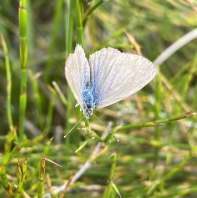 Zizina otis (Common Grass-Blue) at Bago State Forest - 19 Jan 2023 by NedJohnston