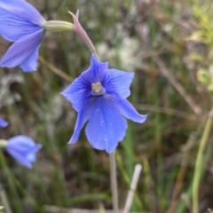 Thelymitra cyanea (Veined Sun Orchid) at Bago State Forest - 19 Jan 2023 by NedJohnston