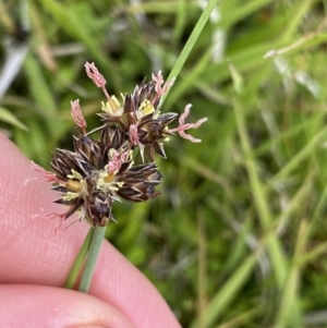 Juncus falcatus at Nurenmerenmong, NSW - 19 Jan 2023 03:08 PM