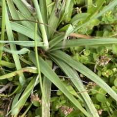 Juncus falcatus at Nurenmerenmong, NSW - 19 Jan 2023 03:08 PM