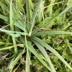 Juncus falcatus at Nurenmerenmong, NSW - 19 Jan 2023 03:08 PM