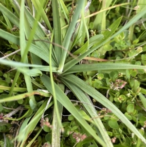 Juncus falcatus at Nurenmerenmong, NSW - 19 Jan 2023