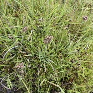 Juncus falcatus at Nurenmerenmong, NSW - 19 Jan 2023 03:08 PM