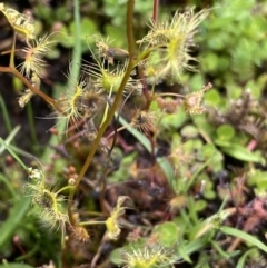 Drosera peltata (Shield Sundew) at Bago State Forest - 19 Jan 2023 by NedJohnston