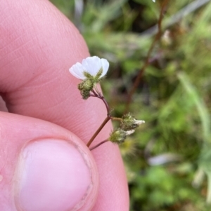 Drosera peltata at Nurenmerenmong, NSW - 19 Jan 2023