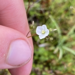 Drosera peltata at Nurenmerenmong, NSW - 19 Jan 2023