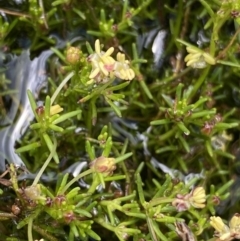 Myriophyllum lophatum (Crested Water-milfoil) at Bago State Forest - 19 Jan 2023 by NedJohnston