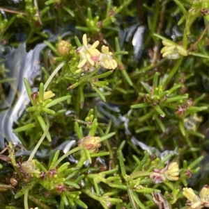 Myriophyllum lophatum at Nurenmerenmong, NSW - 19 Jan 2023 03:04 PM