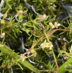 Myriophyllum lophatum at Nurenmerenmong, NSW - 19 Jan 2023 03:04 PM