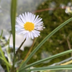 Brachyscome radicans at Nurenmerenmong, NSW - 19 Jan 2023 03:03 PM