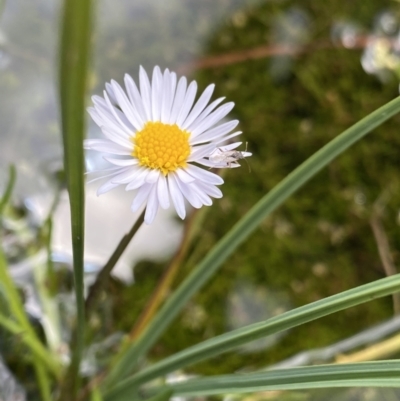 Brachyscome radicans (Marsh Daisy) at Bago State Forest - 19 Jan 2023 by NedJohnston