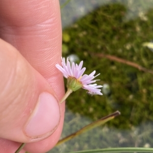 Brachyscome radicans at Nurenmerenmong, NSW - 19 Jan 2023 03:03 PM