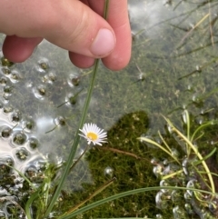 Brachyscome radicans at Nurenmerenmong, NSW - 19 Jan 2023 03:03 PM