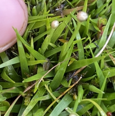 Eriocaulon scariosum (Pale Pipewort) at Nurenmerenmong, NSW - 19 Jan 2023 by NedJohnston