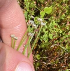 Eriocaulon scariosum at Nurenmerenmong, NSW - 19 Jan 2023