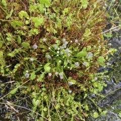 Eriocaulon scariosum at Nurenmerenmong, NSW - 19 Jan 2023