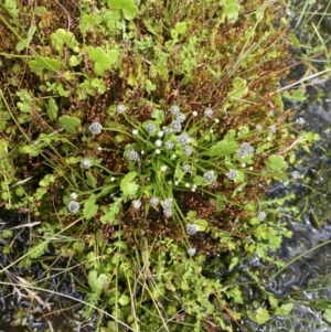 Eriocaulon scariosum at Nurenmerenmong, NSW - 19 Jan 2023