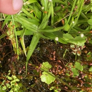 Eriocaulon scariosum at Nurenmerenmong, NSW - 19 Jan 2023