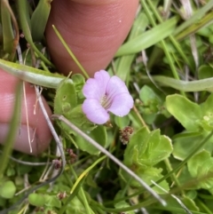 Gratiola peruviana (Australian Brooklime) at Nurenmerenmong, NSW - 19 Jan 2023 by Ned_Johnston