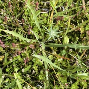 Eryngium vesiculosum at Nurenmerenmong, NSW - 19 Jan 2023