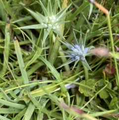 Eryngium vesiculosum at Nurenmerenmong, NSW - 19 Jan 2023