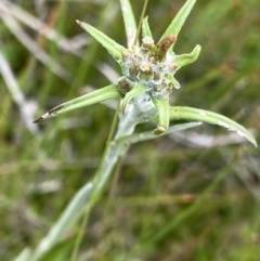 Euchiton limosus (Swamp Cudweed) at Nurenmerenmong, NSW - 19 Jan 2023 by NedJohnston