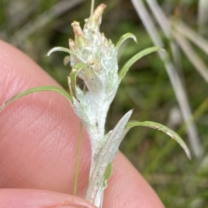 Euchiton limosus at Nurenmerenmong, NSW - 19 Jan 2023