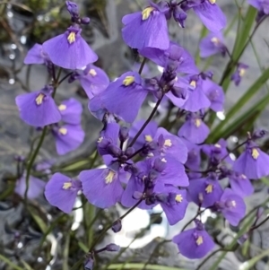 Utricularia dichotoma at Nurenmerenmong, NSW - 19 Jan 2023