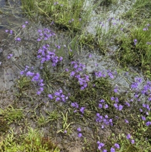 Utricularia dichotoma at Nurenmerenmong, NSW - 19 Jan 2023