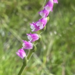 Spiranthes australis (Austral Ladies Tresses) at Nurenmerenmong, NSW - 19 Jan 2023 by NedJohnston