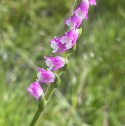 Spiranthes australis (Austral Ladies Tresses) at Bago State Forest - 19 Jan 2023 by NedJohnston