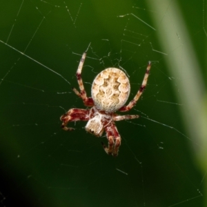 Araneus hamiltoni at Downer, ACT - 23 Jan 2023