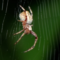 Araneus hamiltoni at Downer, ACT - 23 Jan 2023