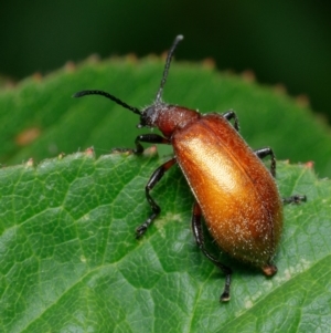 Ecnolagria grandis at Downer, ACT - 23 Jan 2023