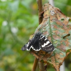 Phalaenoides glycinae at Charleys Forest, NSW - suppressed